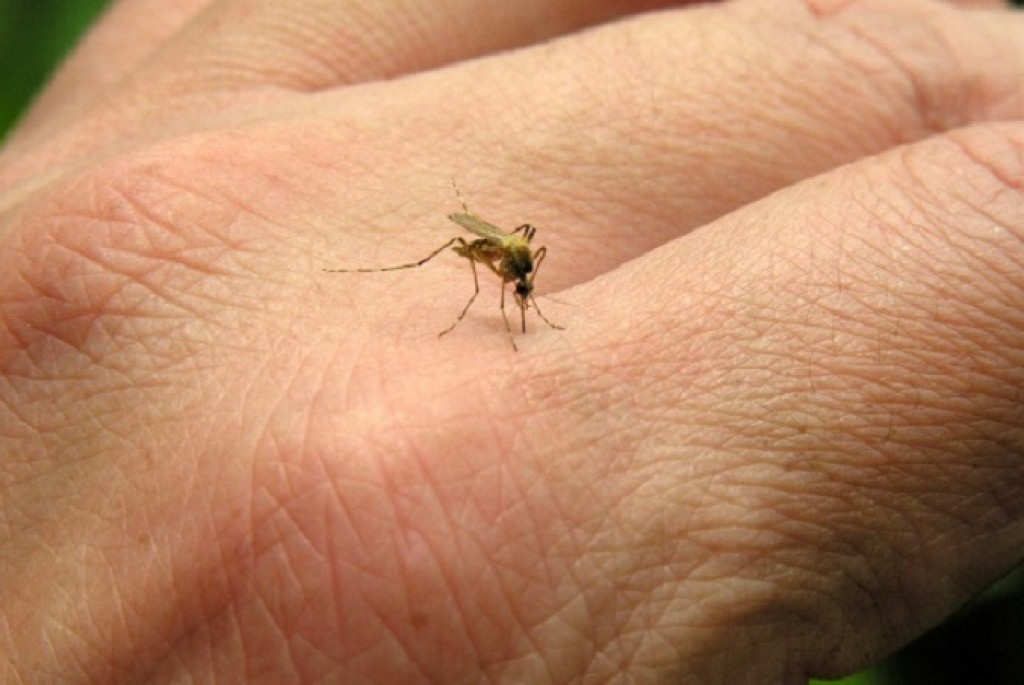 Obavijest o provedbi 1. larvicidnog tretmana komaraca _4.5.2023.