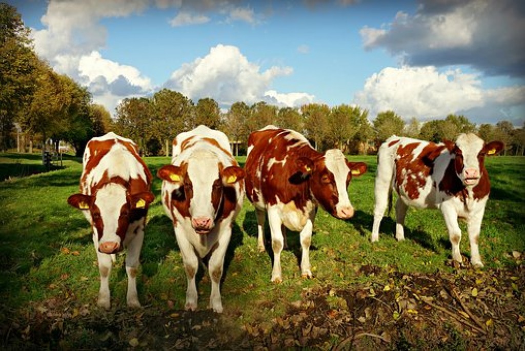 Javni poziv za dodjelu potpora male vrijednosti temeljem Programa potpore za unaprjeđenje govedarstva – krava prvotelki svih pasmina 2020.