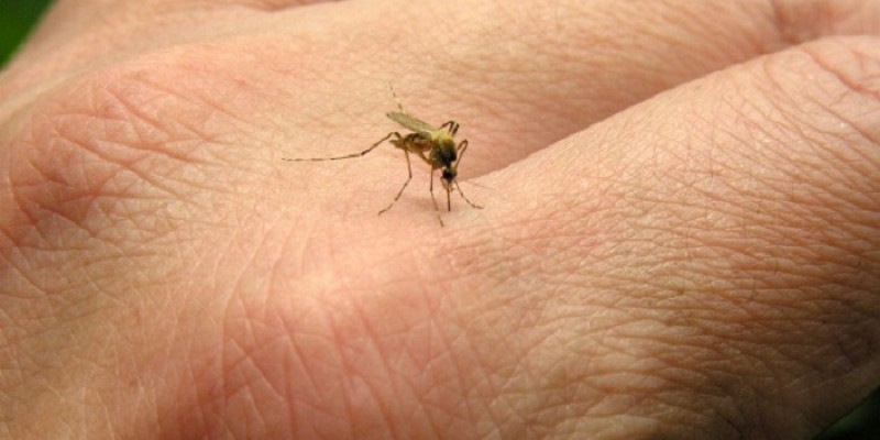 Obavijest o provedbi 1. larvicidnog tretmana komaraca _13.5.2024.