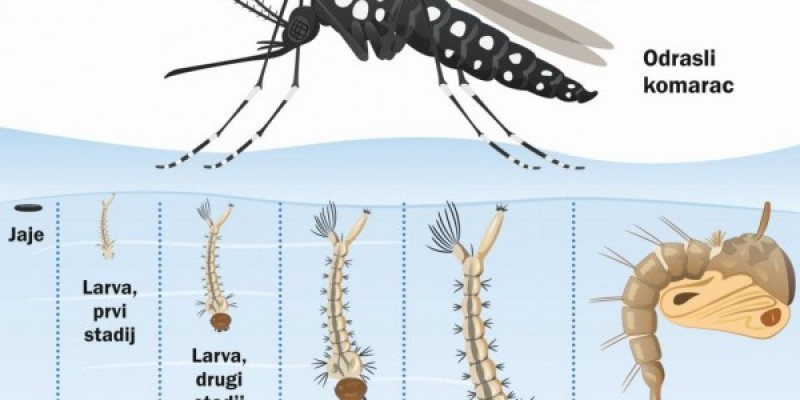 Obavijest o provedbi 1. larvicidnog tretmana komaraca  u općini Nova Kapela -12.5.2022.